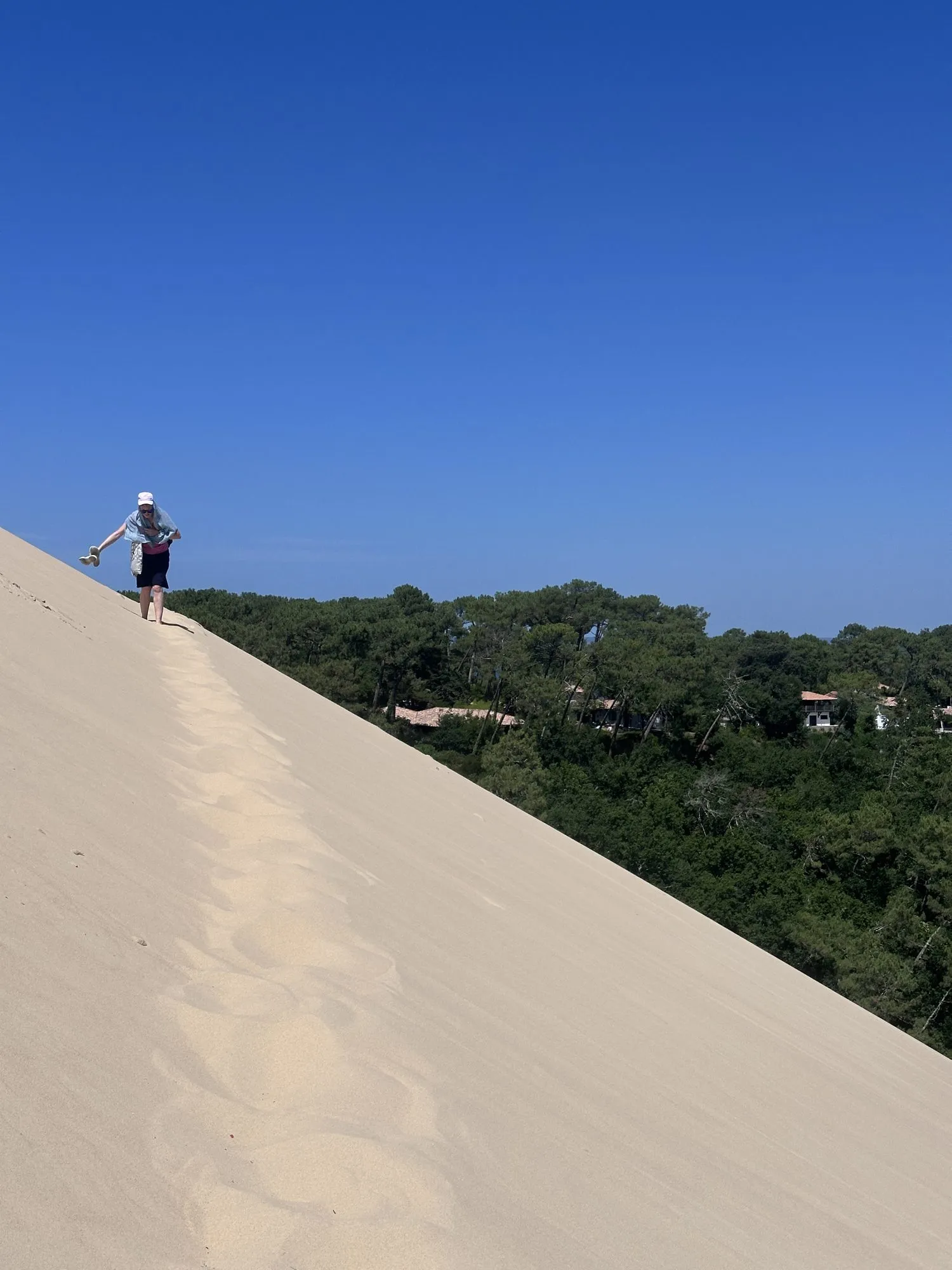Blick von der Dune du Pilat über den Kiefernwald