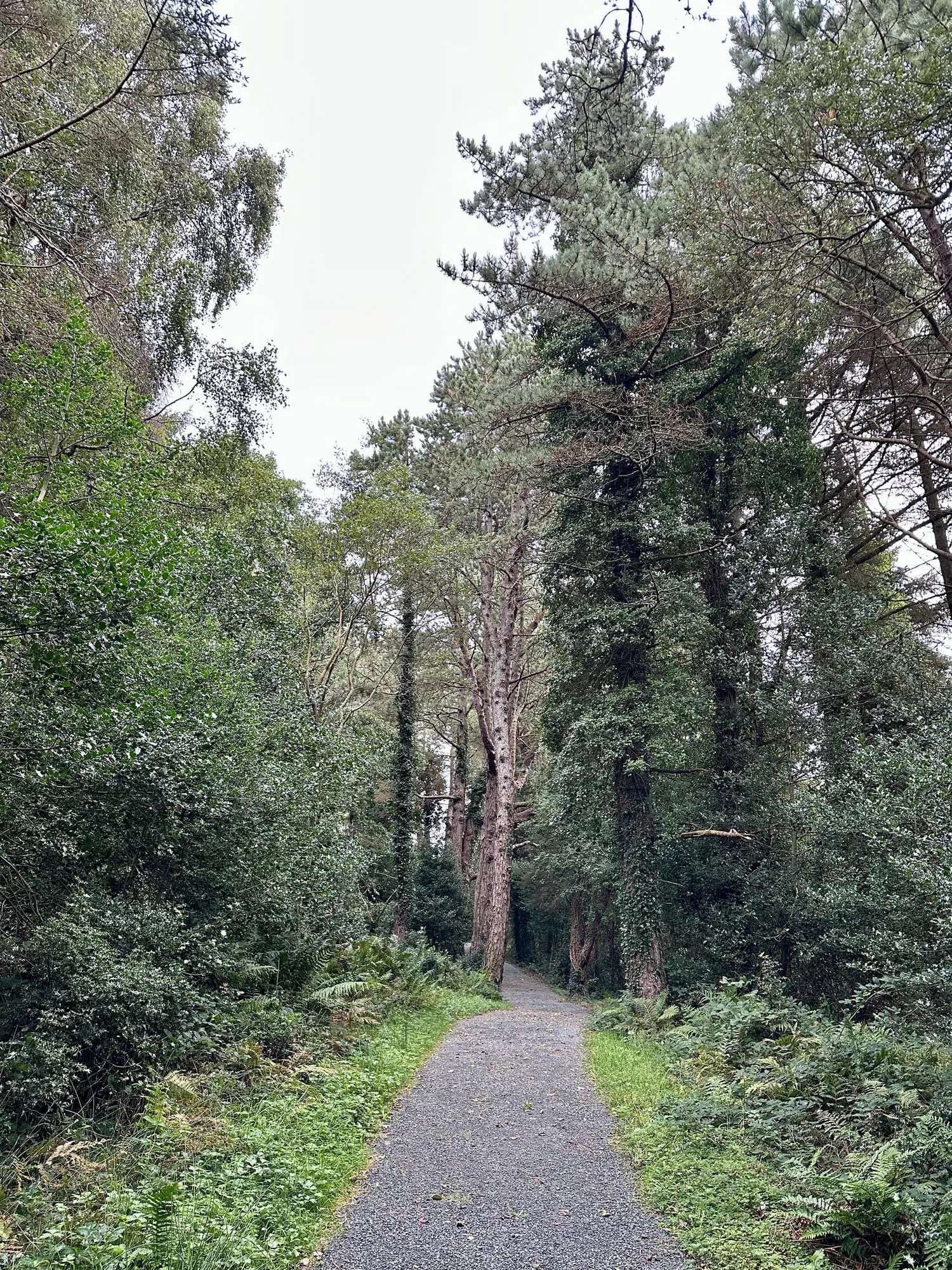 Schotterweg durch dichten Mischwald mit Farnen und Stechpalmen im Glenveagh-Nationalpark.