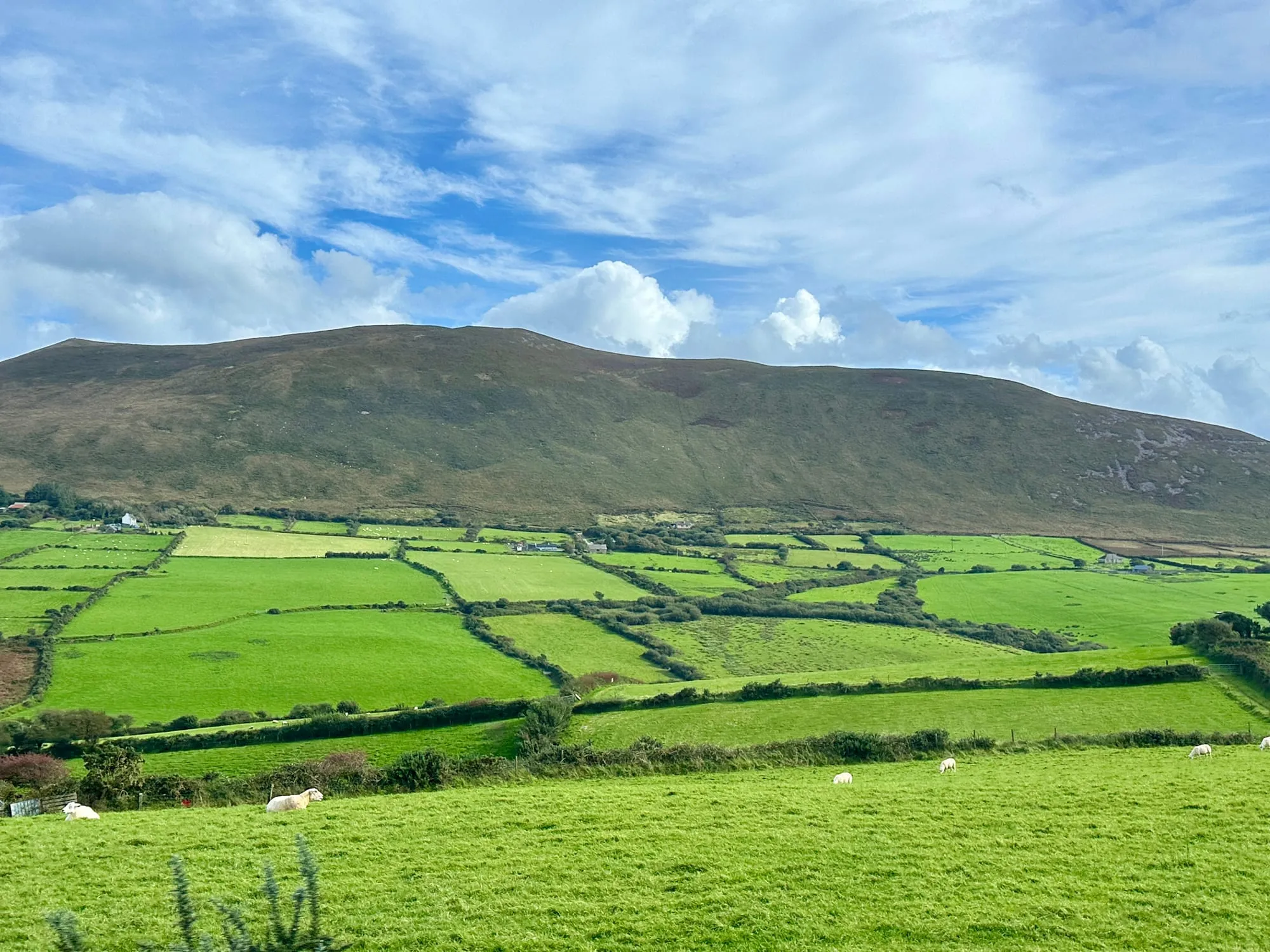 Grüne Weiden mit Steinmauern und Schafen vor einem Berghang in Kerry.