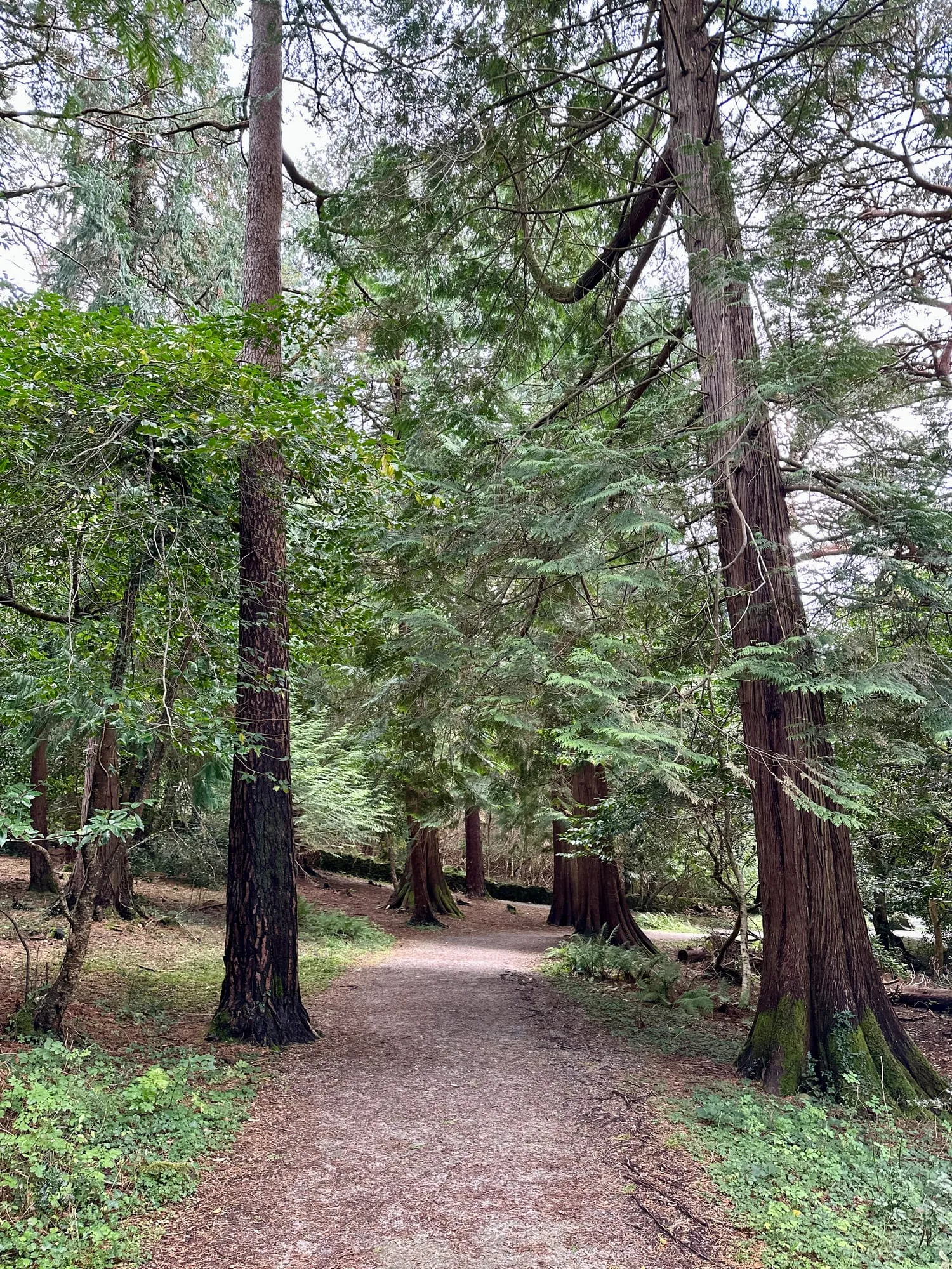 Schotterweg zwischen hohen Nadelbäumen im Killarney-Nationalpark.