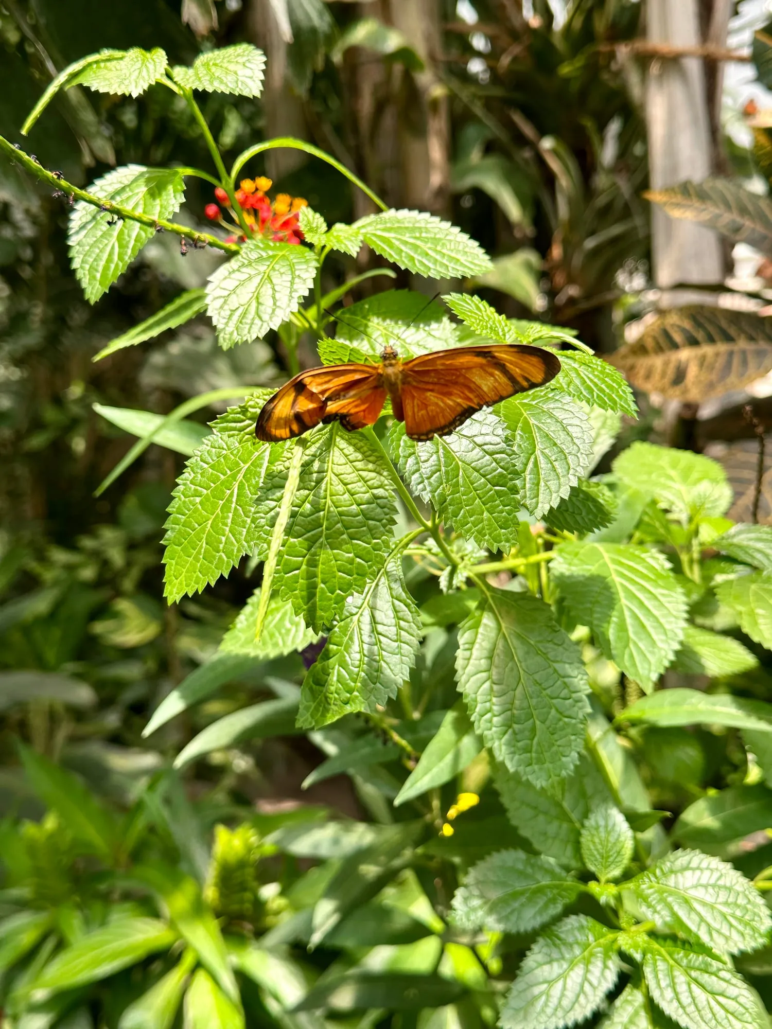 Orangefarbener Falter auf einem Blatt im Schmetterlinghaus.