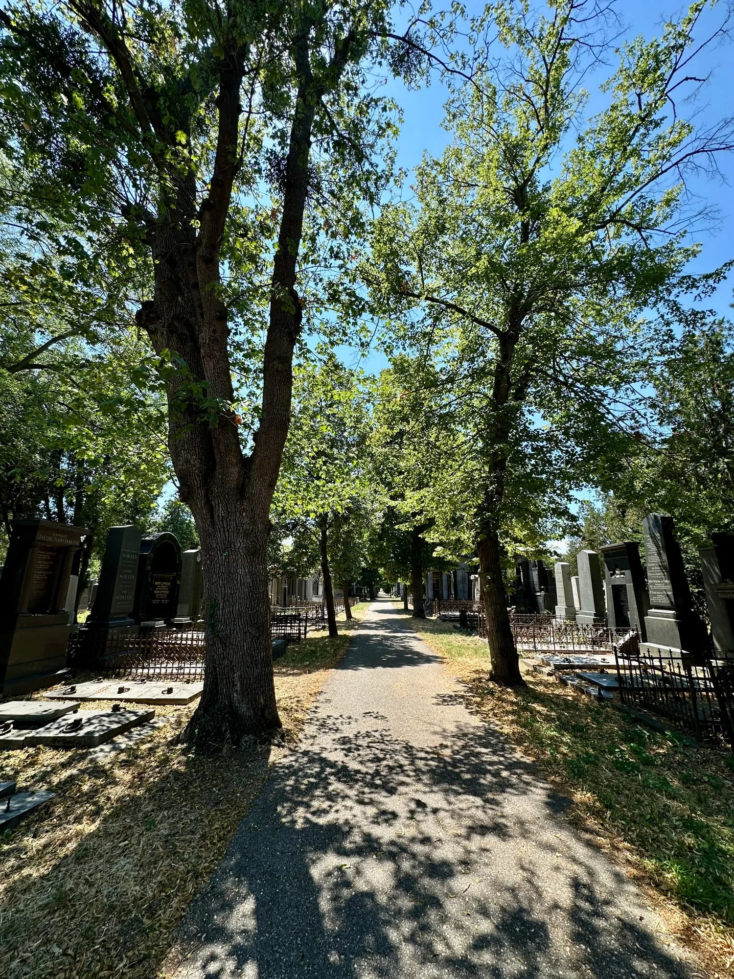 Baumgesäumter Weg durch den alten jüdischen Friedhof des Zentralfriedhofs.